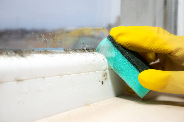 Best Certified Mold Removal  in Falling Waters, WV