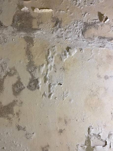 Best Mold Damage Repair  in Falling Waters, WV