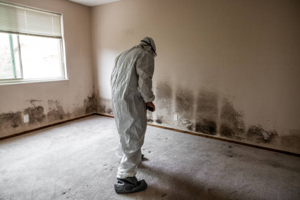 Best Mold Removal Process  in Falling Waters, WV