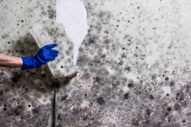 Best Home Mold Removal  in Falling Waters, WV