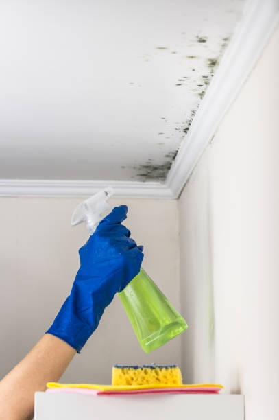 Mold Removal Process in Falling Waters, WV