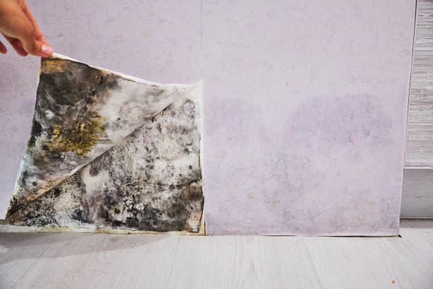 Best Toxic Mold Removal  in Falling Waters, WV